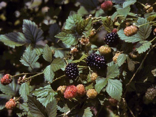 Wild Orchard Treasures: Vibrant Berry Blend