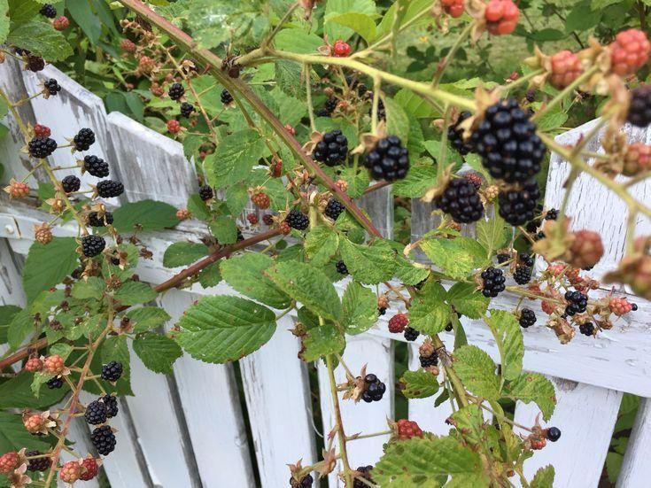 Farmers' Haven: Berry Harvest Assortment